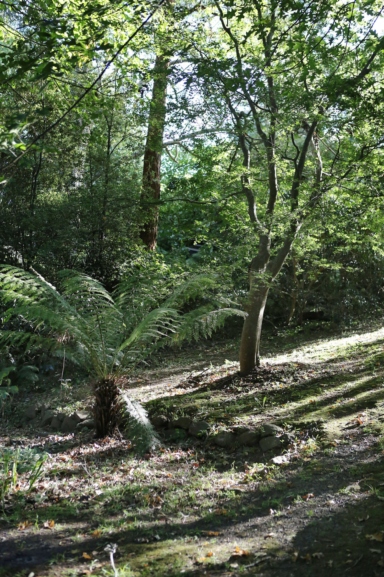 Jacky Winter Gardens sits in the Dandenong Ranges, a low mountain range where lower altitudes are covered in temperate rainforest of mountain ash trees and dense undergrowth of ferns. Here, oak trees and a tree fern on the edge of the property.