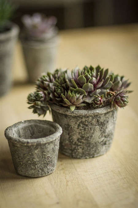 concrete-plant-pots-mothology-gardenista