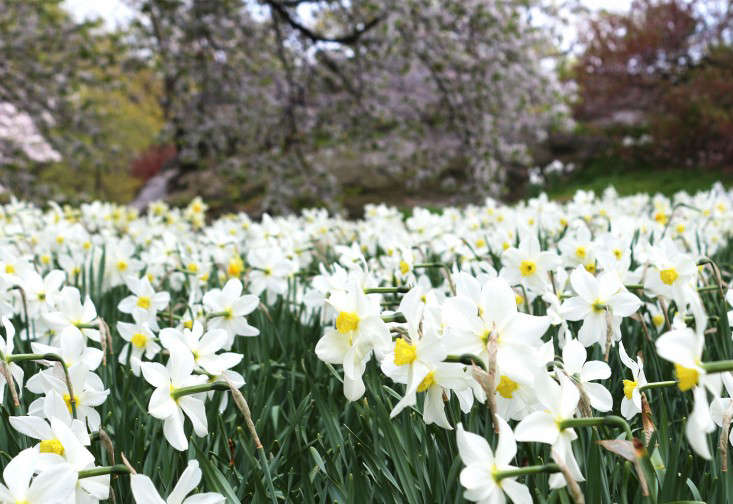 daffodils_marie viljoen (1)