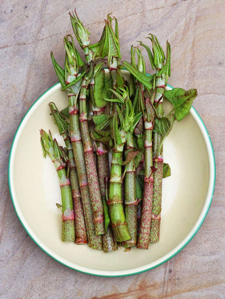 japanese knotweed harvest_marie viljoen