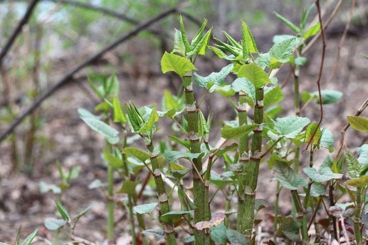 japanese knotweed_marie viljoen (2)