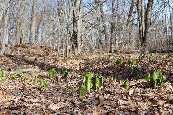 skunk cabbage_marie viljoen_gardenista