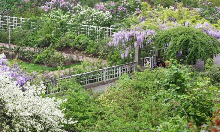 wisteriatop_marieviljoen