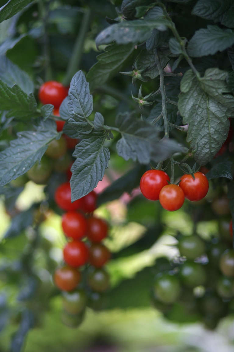 One Week Away The Great Tomato Celebration at White Flower Farm