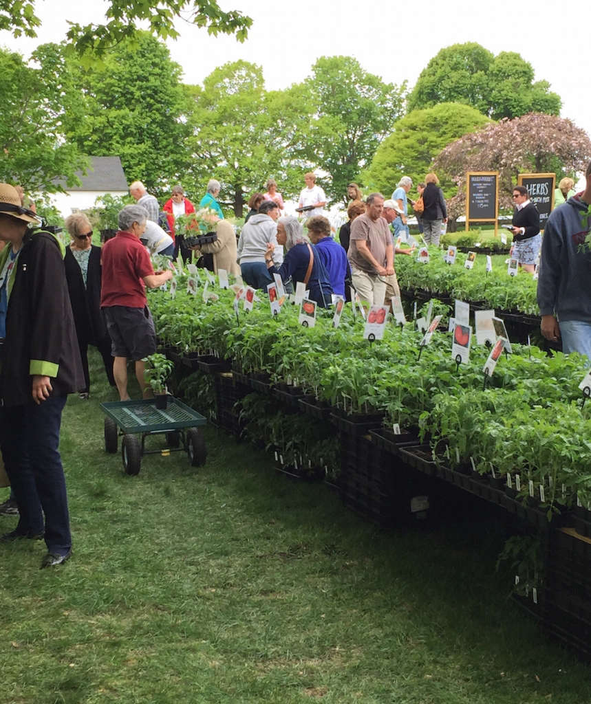 One Week Away The Great Tomato Celebration at White Flower Farm