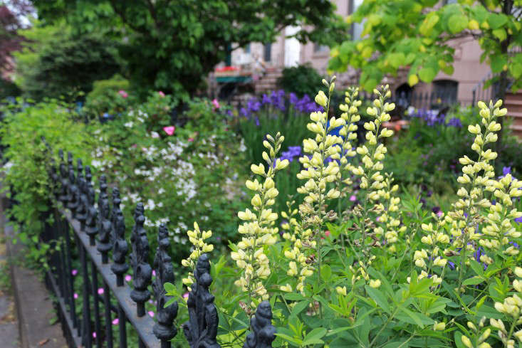 baptisia1_Brooklyn_fence_marieviljoen_Gardenista