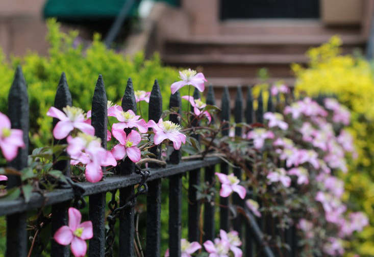 carroll_gardens_fence_marieviljoen_gardenista