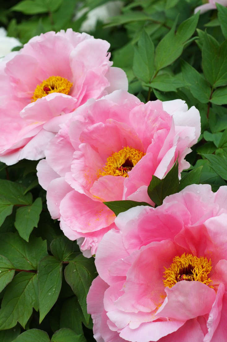 peonies_marieviljoen