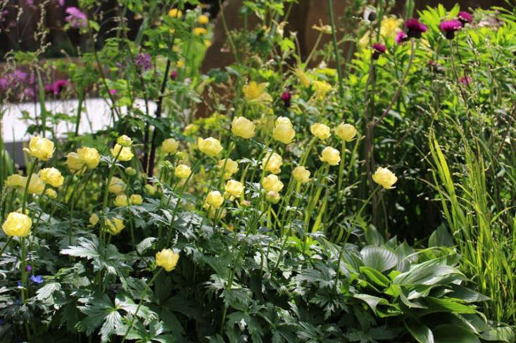 trollius-culturum-chelsea-flower-show-gardenista