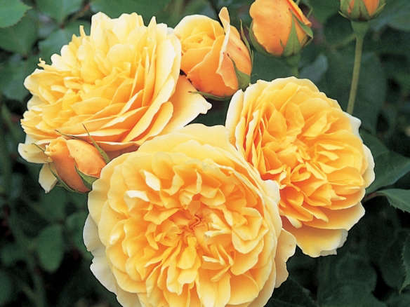 David Austin Lemon Roses Browse the David Austin Roses Retailer Collection on - Gardenista