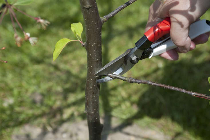 5_ Removing_crabapple_branches_Gardenista