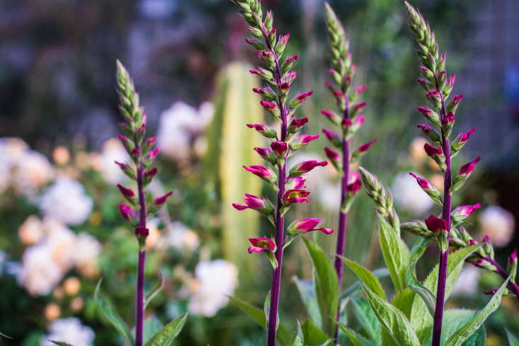 Garden-Apothecary-Half-Moon-Bay-California-Container-Garden-Driveway-Gardenista-APR2016-2-15