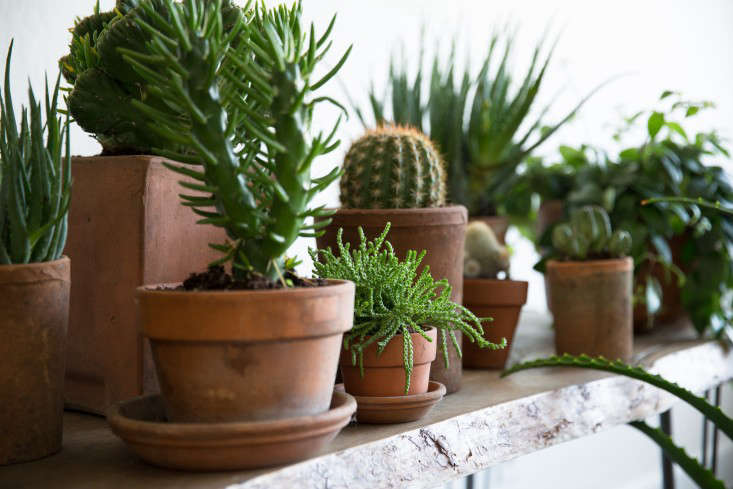 PlantLibrary-162-succulents-shelf-houseplants-terra-cotta-dining-room-gardenista