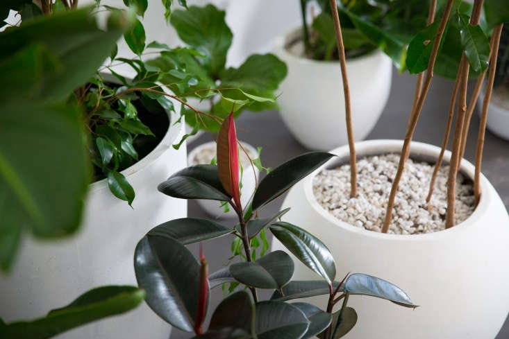 Rent A Houseplant The Plant Library Delivers Gardenista