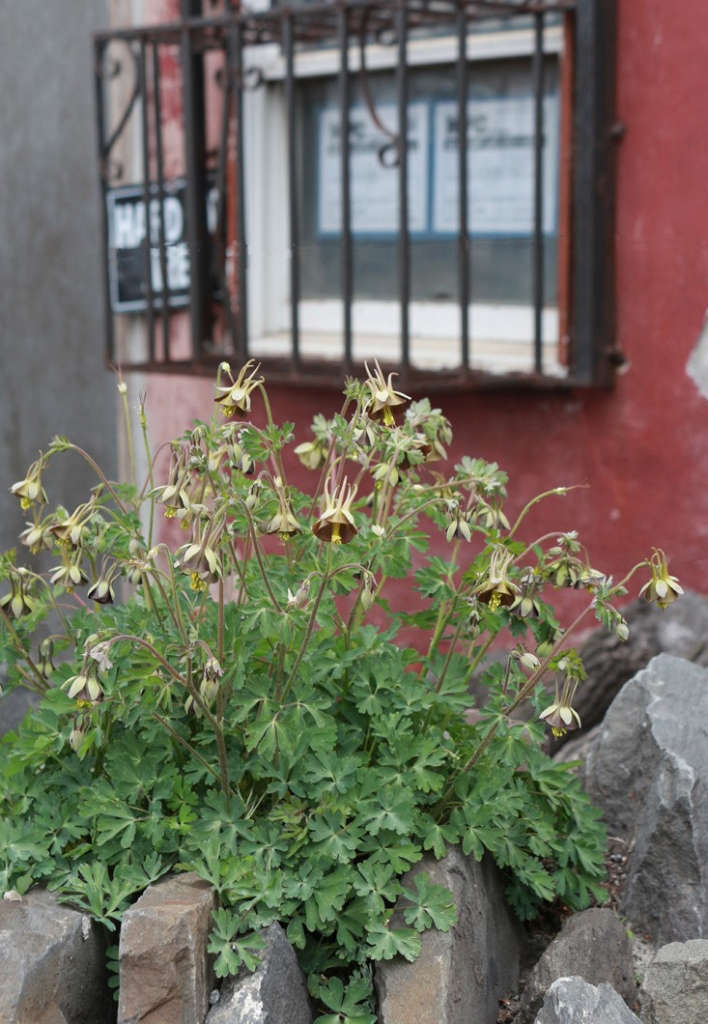 Shopper's Diary Gowanus Nursery in Brooklyn Gardenista