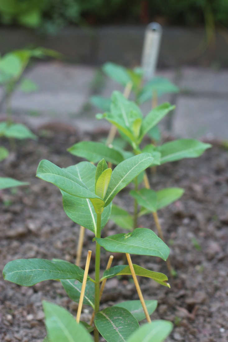 Garden Milkweed Photograph by Marie Viljoen