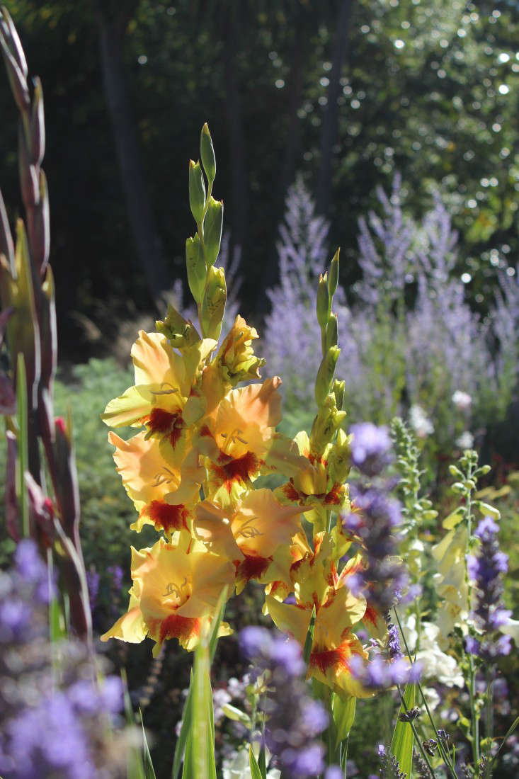 gladiolas-heirloom-michelle-gardenista-2