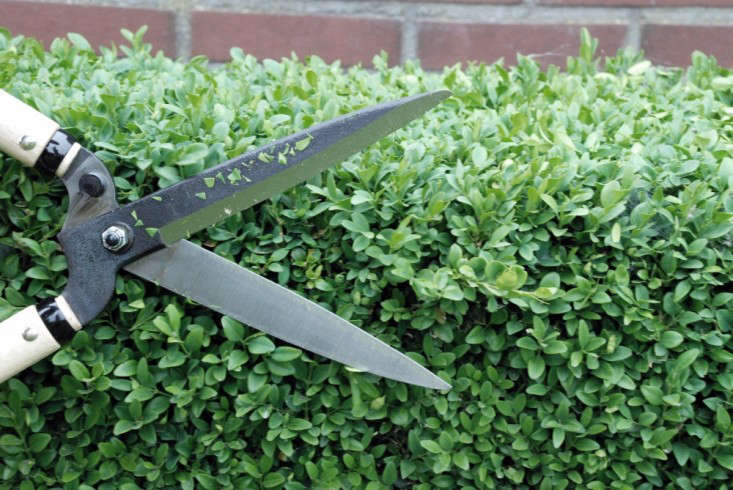 From Hiroshima-based Okatsune, &#8\2\20;this short, lightweight model is ideal for topiary boxwood or the Japanese garden (o-karikomi), because you are close to the work,&#8\2\2\1; notes the manufacturer. Handles measure 30 centimeters (about \1\2.8 inches long) and the blades are \175 millimeters (approximately 7 inches long). A pair of Okatsune \2\17 is €84.95 from Okatsune Europe.