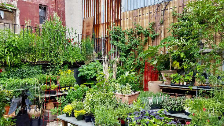 herb-section-gowanus-nursery-brooklyn-marie-viljoen-gardenista