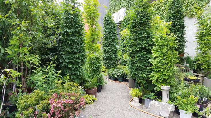 hornbeam_forest_marieviljoen_gowanus_nursery_gardenista