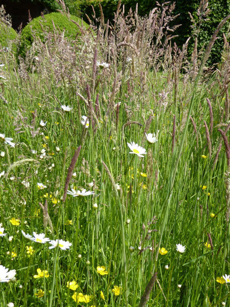 wollerton-garden-meadow-flowers-gardenista