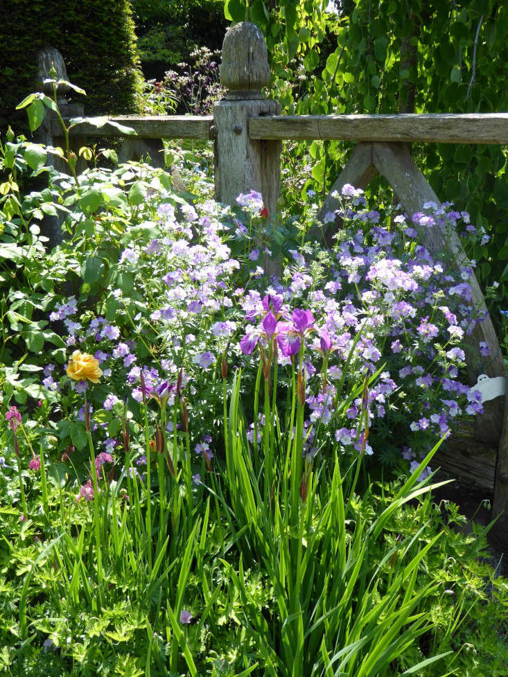 wollerton-garden-oak-wood-fence-posts-irises-gardenista