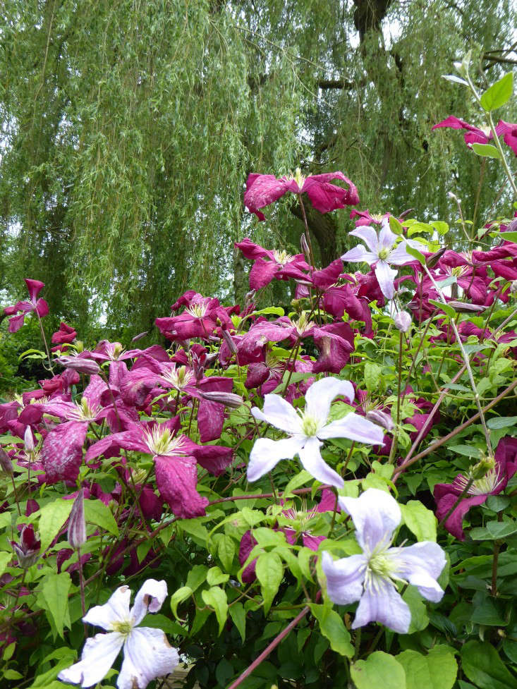 She also often uses the same plant in contrasting colors, as with these clematis vines.