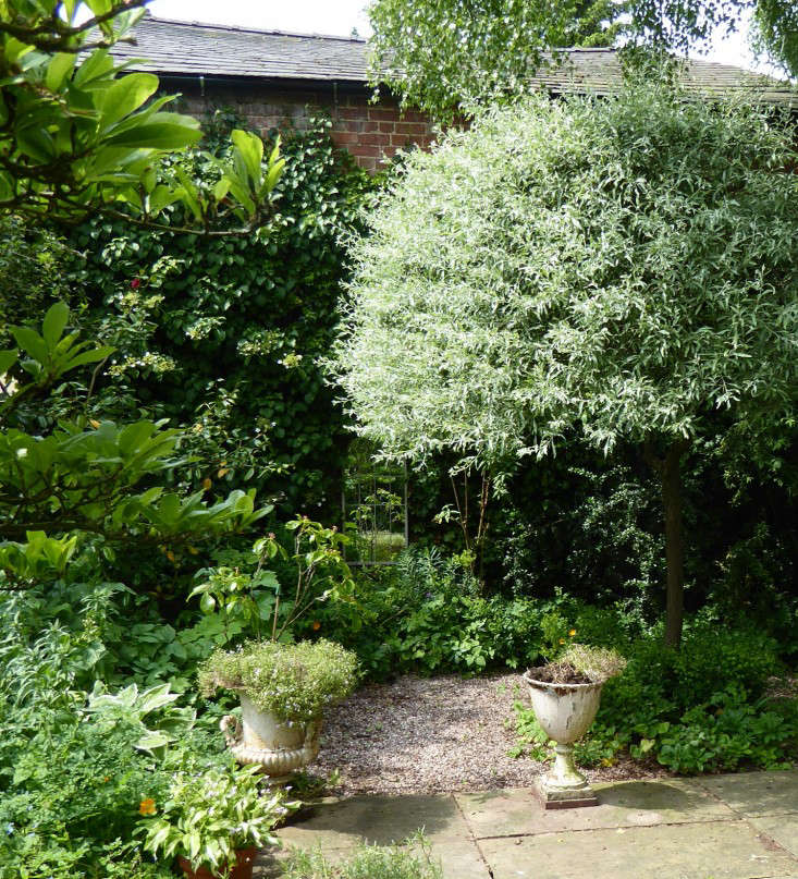 The clipped pear trees create a shady corner in a calming patio area with hostas, thalictrums, ferns, and hellebores.