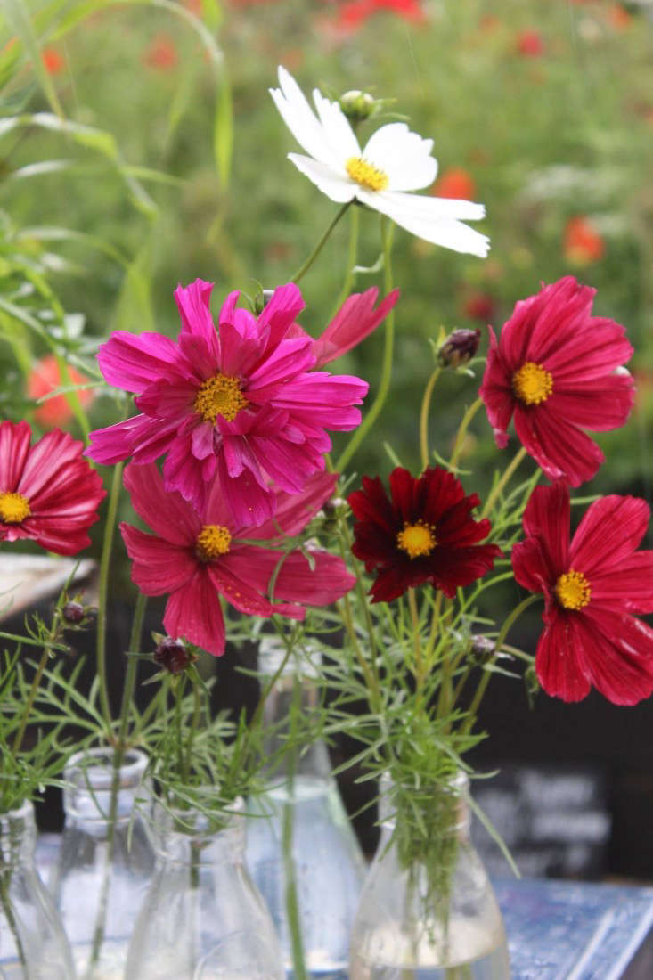 emma-bridgewater-arthur-parkinson-garden-cosmos-gardenista