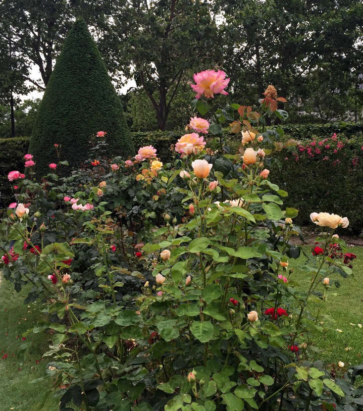 https://media.gardenista.com/wp-content/uploads/2016/07/paris-mix-and-match-roses-gardenista-1-e1469487836621.jpg