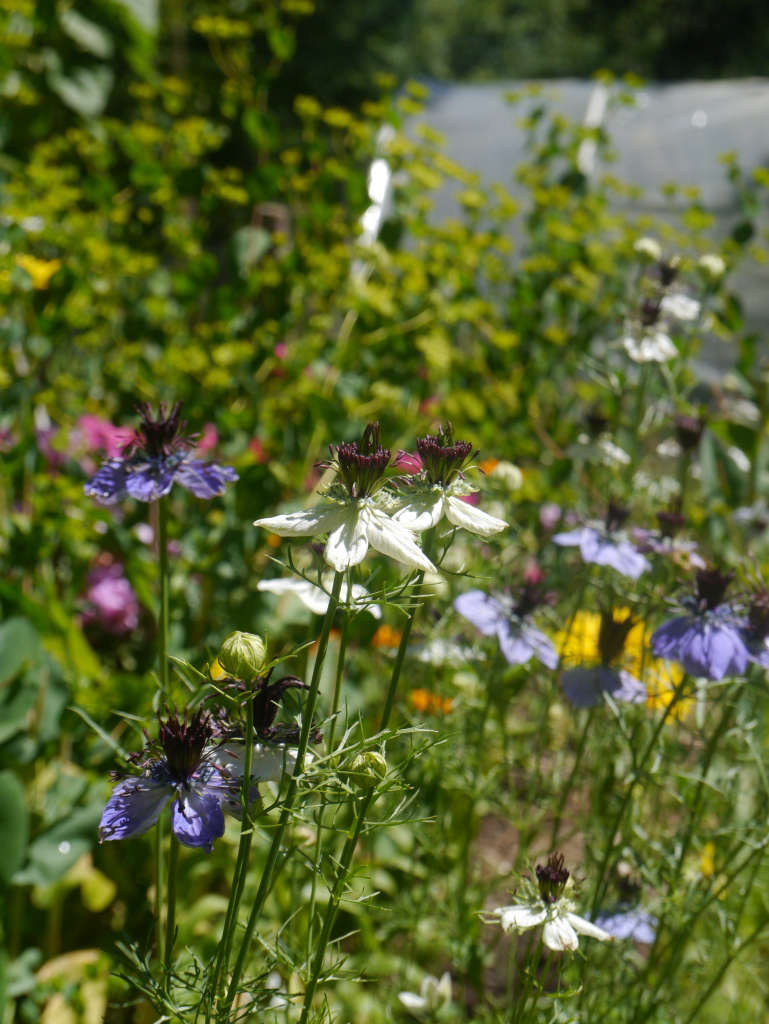 Nigella flowers Gardenista Sylvia Linsteadt