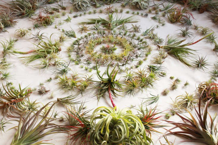 airplants-tillandsia-solabee-flowers-gardenista