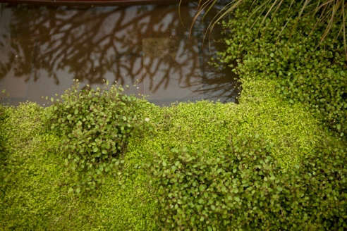 England's Greatest Landscaper: 10 Garden Ideas to Steal from Capability