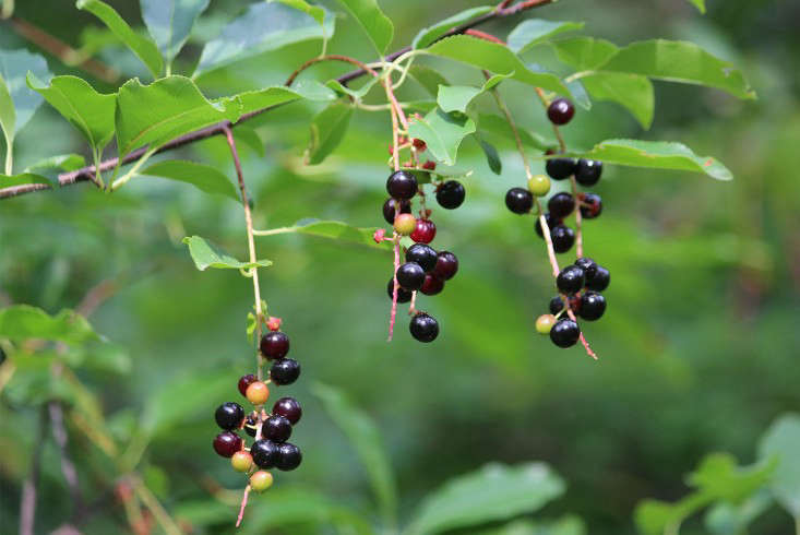 cherries_black_wild_cherries_marieviljoen_gardenista