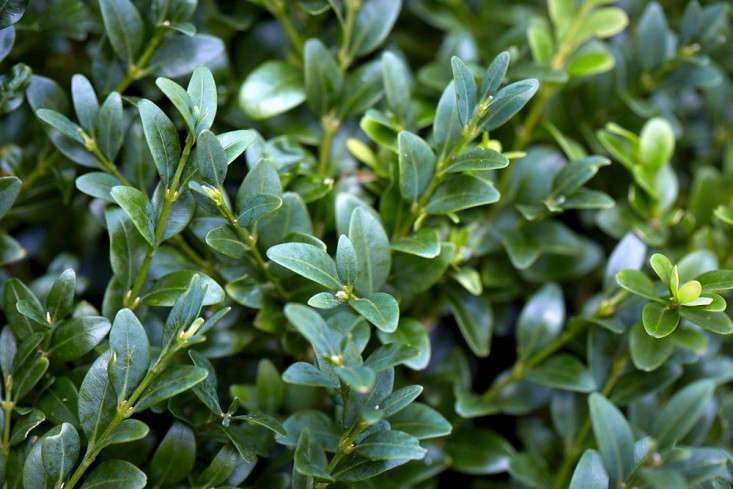 English Boxwood Is It Worth It Gardenista