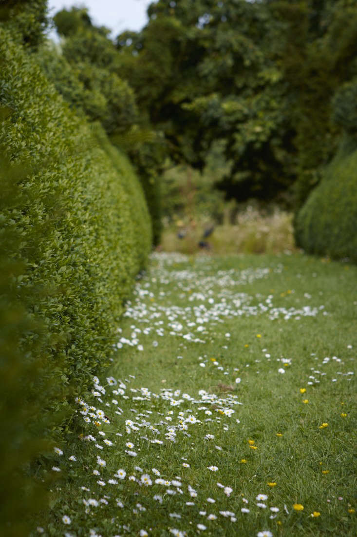 english-boxwood-hedge-daisy-daisies-mown-path-lawn-britt-willoughby-dyer-gardenista-R-120716-N139-print