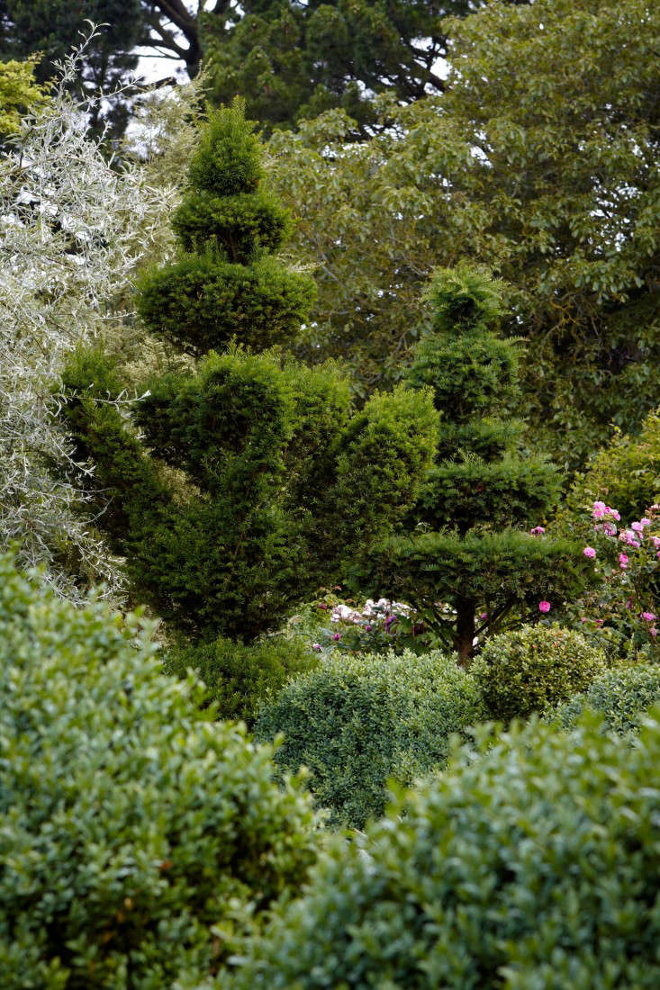 english-boxwood-topiary-trees-britt-willoughby-dyer-gardenista-R-120716-N45-print