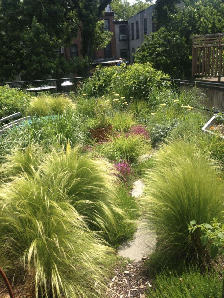 Mexican feather grass in its lush green stage, before it turns golden. Designer Marni Majorelle of Alive Structures chose it for a townhouse rooftop project in Brooklyn&#8\2\17;s Fort Greene neighborhood. For more on this project, see Brooklyn Oasis: A City Roof Garden, Before & After. Photograph by Marni Majorelle.