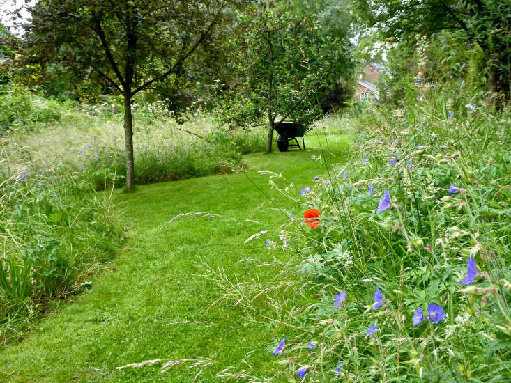 In the meadow everything is allowed to run rampant, from wildflowers such as evening primrose and wild geraniums to nettles, which make a wonderful wildlife habitat. The meadow is defined with wide mown paths and occasional trees. Many of the cultivated plants self-seed here from the garden too including fuchsias and geraniums such as G. &#8\2\16;Ann Folkard&#8\2\17;.