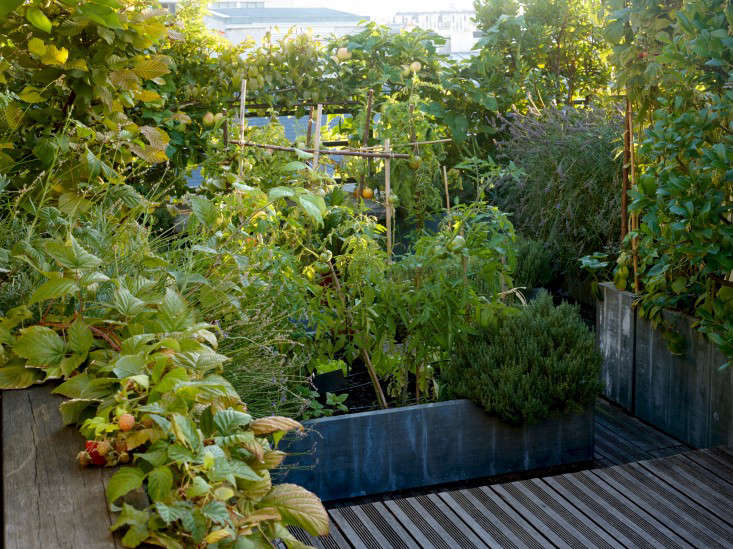 paris-roof-garden-marion-brenner-gardenista-dominique1309-323