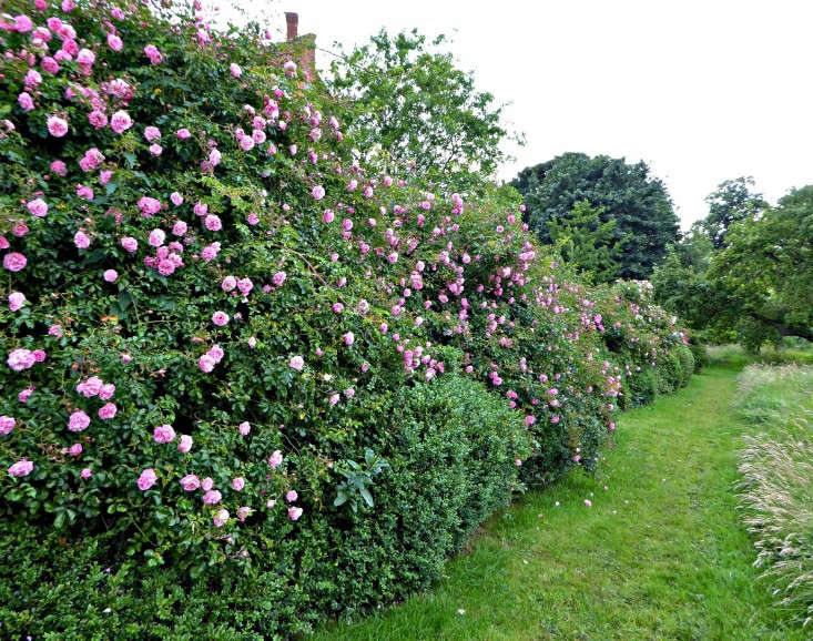 To cover a massive bank of excavated soil from a pond that runs in between the house at Tattenhall Hall and formal gardens and the meadow, a layer of weed-suppressing membrane was smothered with rambling roses— possibly ‘Flowering Carpet’.