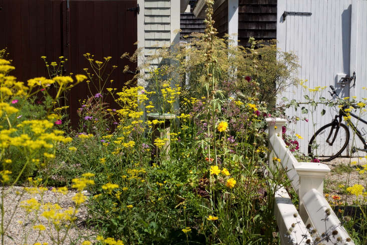 &#8\2\20;Few would dare to work with the acid yellow of Patrinia, but against this chocolate door on Cape Cod it really works,&#8\2\2\1; says Justine. &#8\2\20;In this clamshell driveway, where this perennial self-seeds to wild effect, designer Tim Callis paired Patrinia with fennel and oregano.&#8\2\2\1; Photograph by Justine Hand.