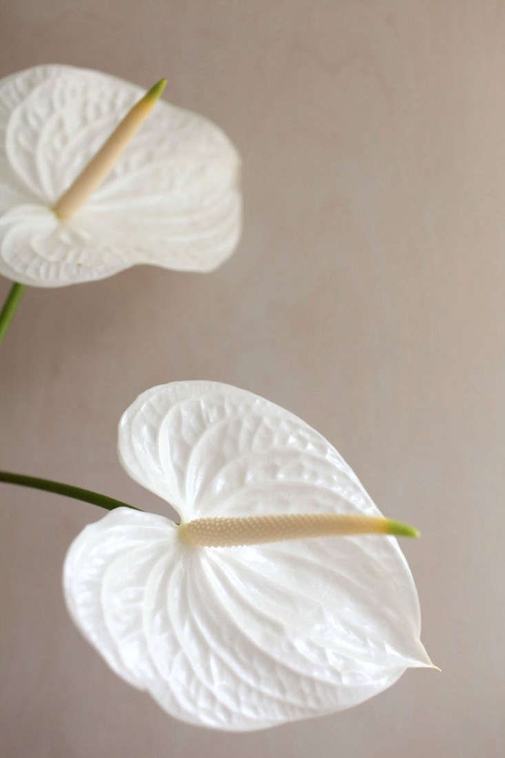 Gardenista-anthuriums-sophia-moreno-bunge-1