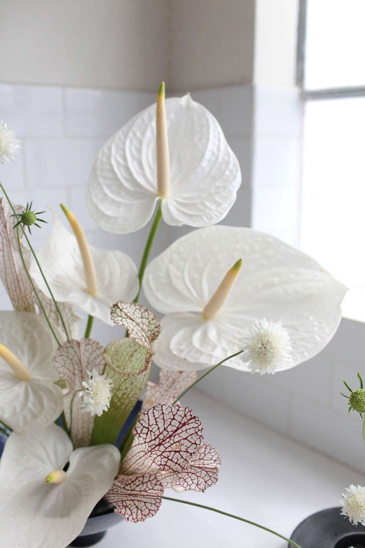 Gardenista-anthuriums-sophia-moreno-bunge-4