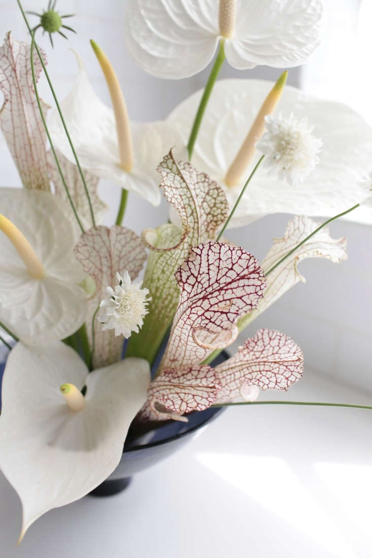 Gardenista-anthuriums-sophia-moreno-bunge-5