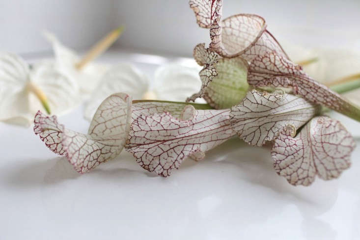 Gardenista-anthuriums-sophia-moreno-bunge-sarracenia