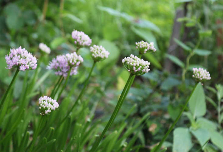 alliums_marieviljoen