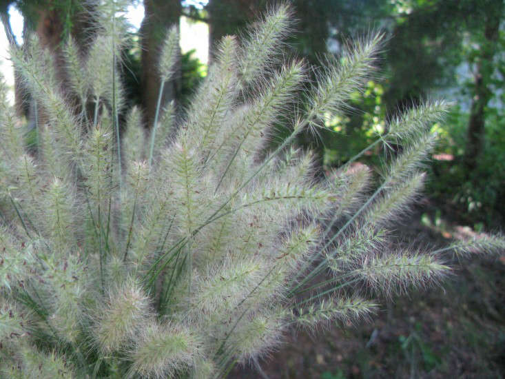 field-guide-pennisetum-hameln-gardenista