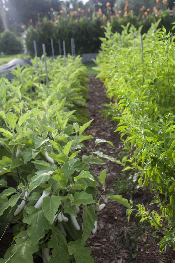 greyfield-inn-edible-garden-rows-gardenista