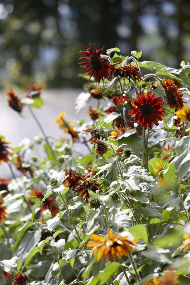 sunflowers-helianthus-britt-willoughby-dyer-gardenista-BN2A0119